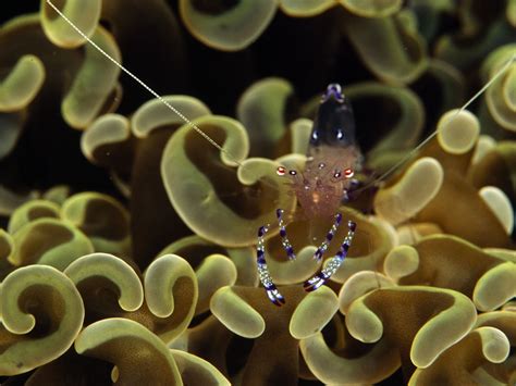Underwater Oddities Pictures, Underwater Oddities Photos, .
